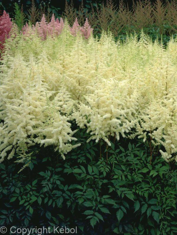 Astilbe Ellie