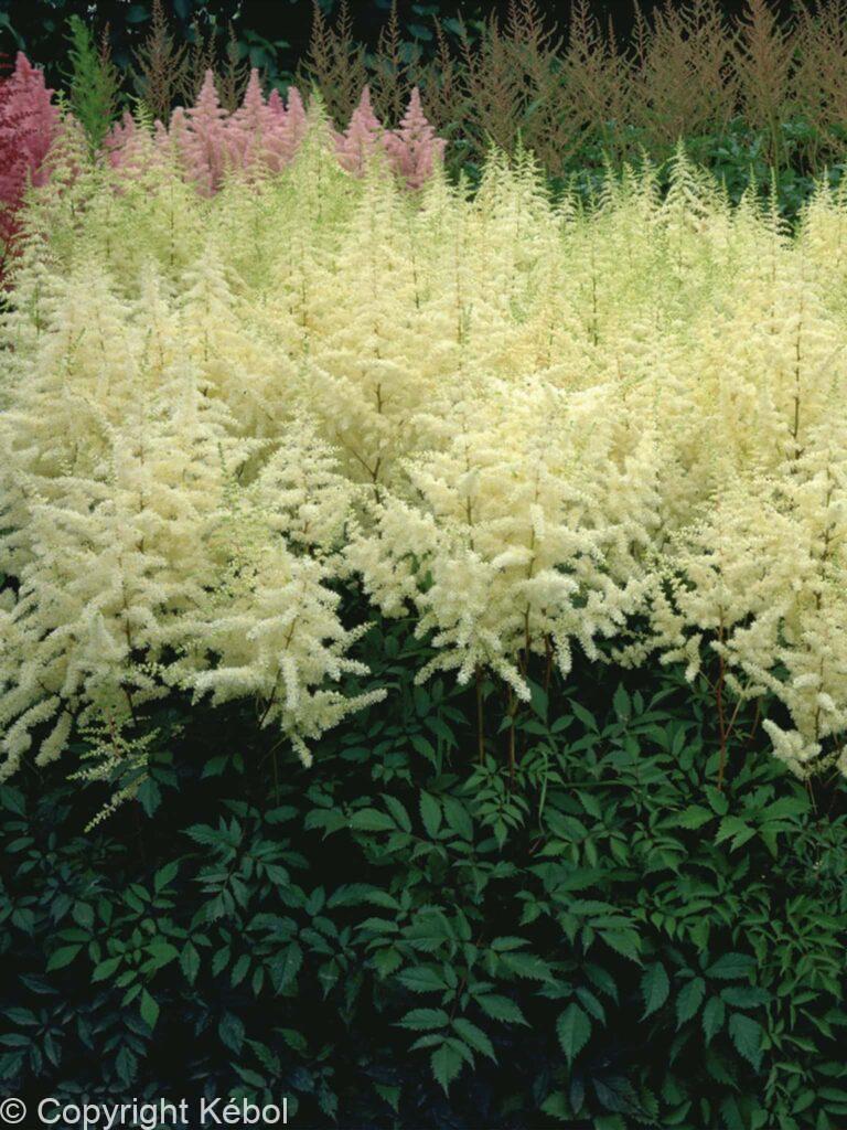 Astilbe Ellie