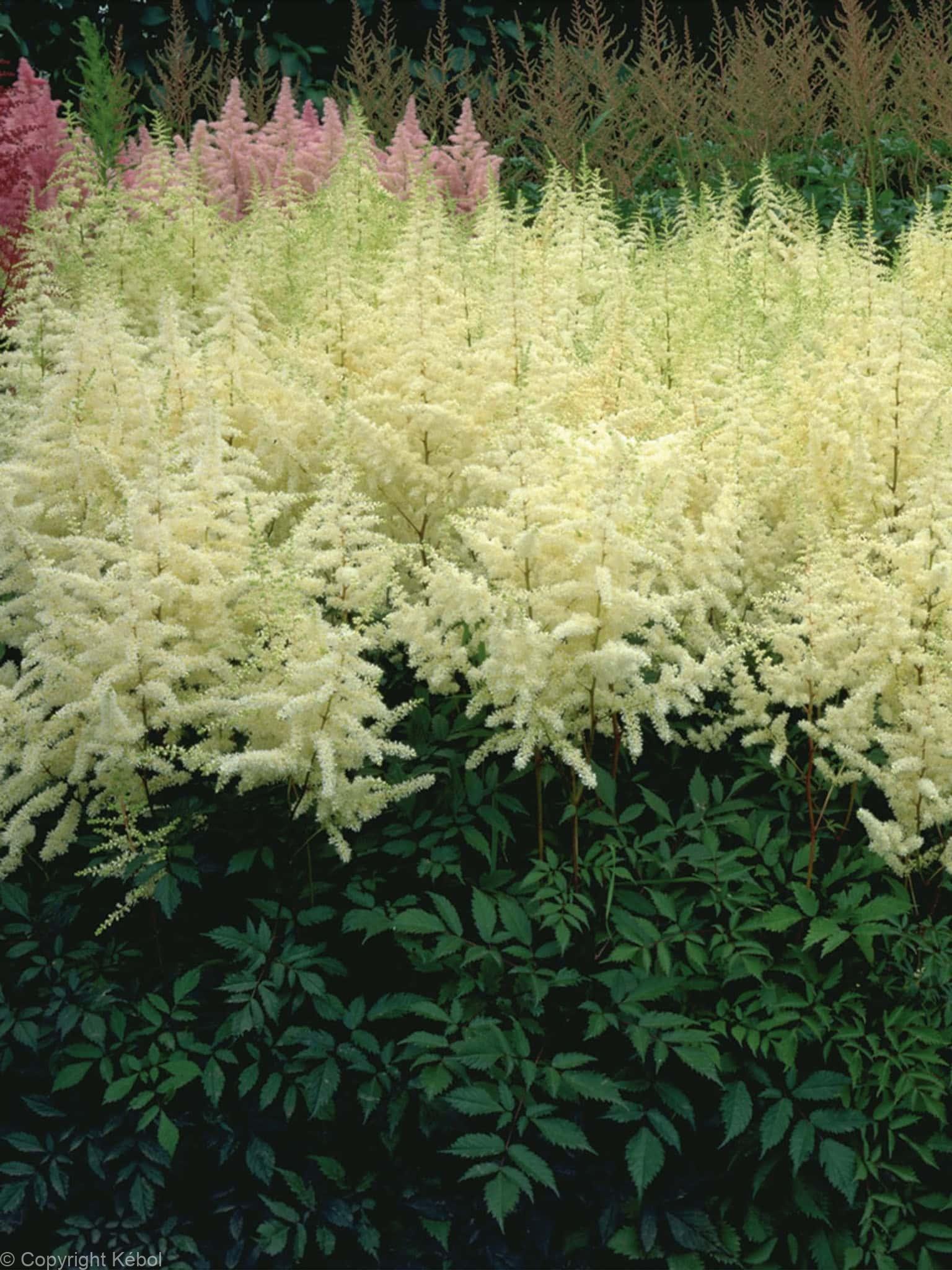 Astilbe Ellie