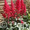 Astilbe Fanal