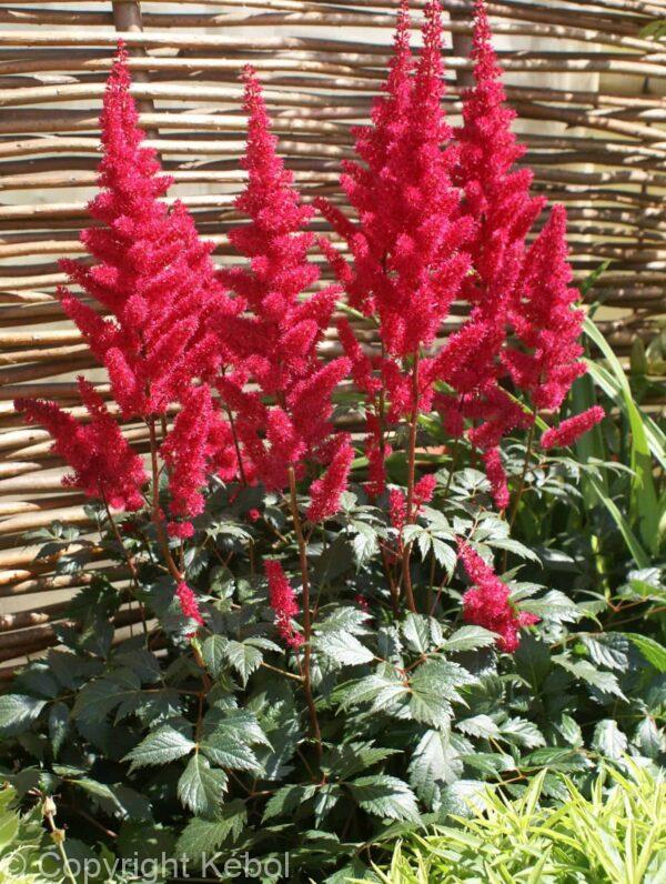 Astilbe Fanal