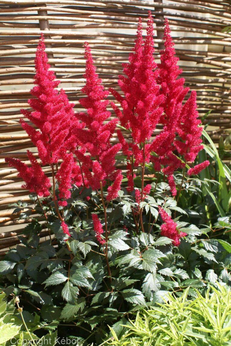 Astilbe Fanal