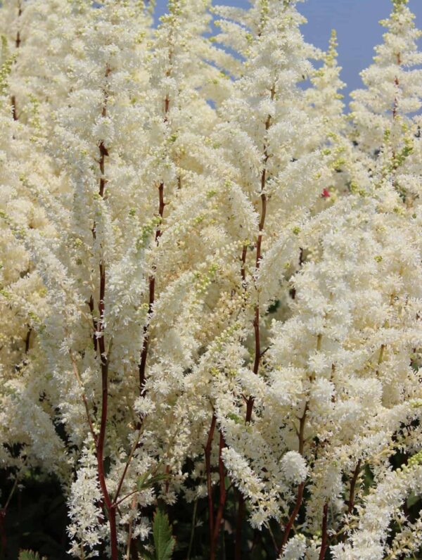 Astilbe Happy Spirit