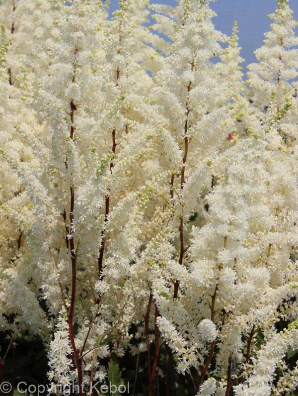 Astilbe Happy Spirit