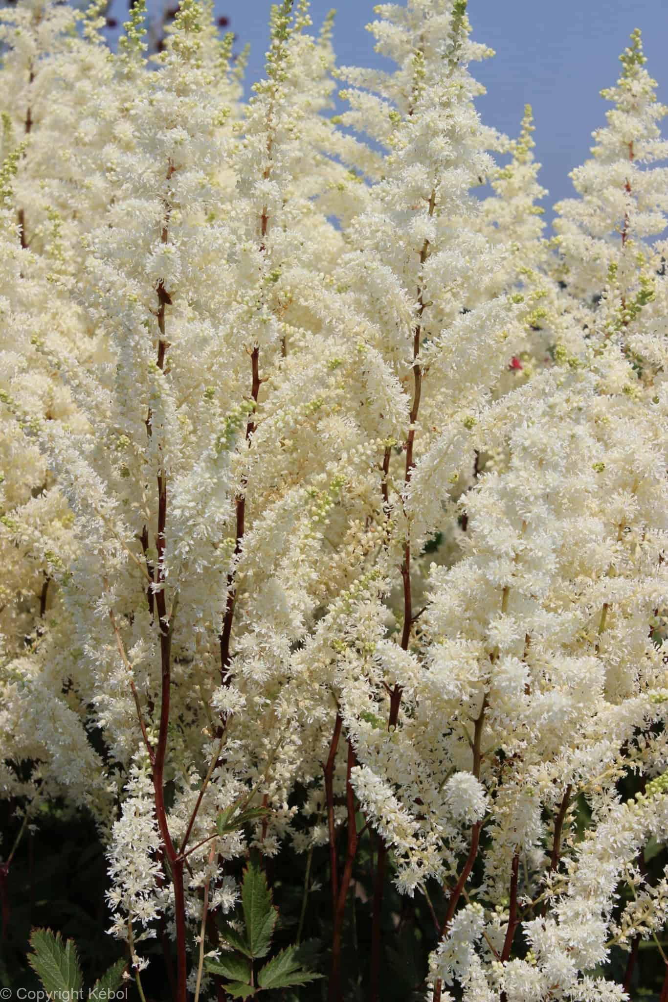 Astilbe Happy Spirit