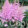 Astilbe Heart and Soul