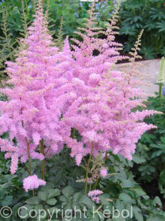 Astilbe Heart and Soul - bag
