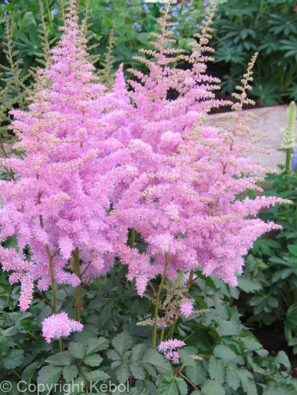 Astilbe Heart and Soul