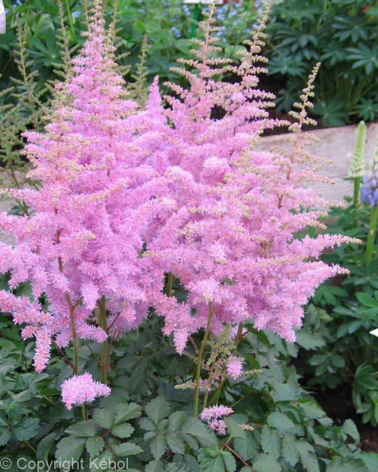 Astilbe Heart and Soul