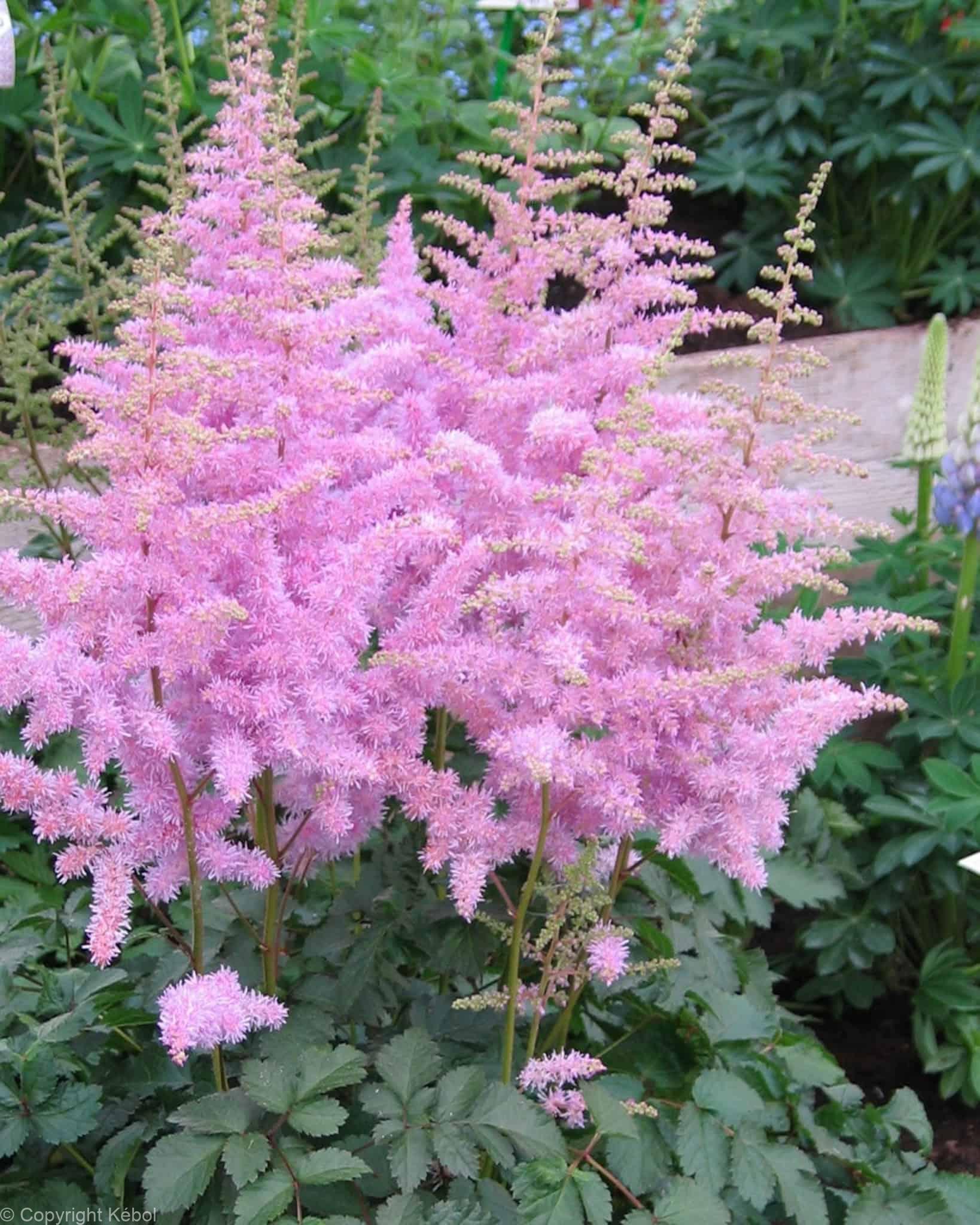 Astilbe Heart and Soul