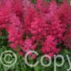 Astilbe Heavy Metal