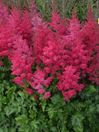 Astilbe Heavy Metal - bag