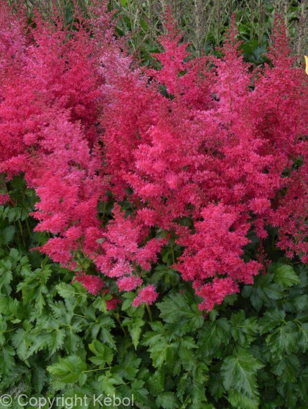 Astilbe Heavy Metal
