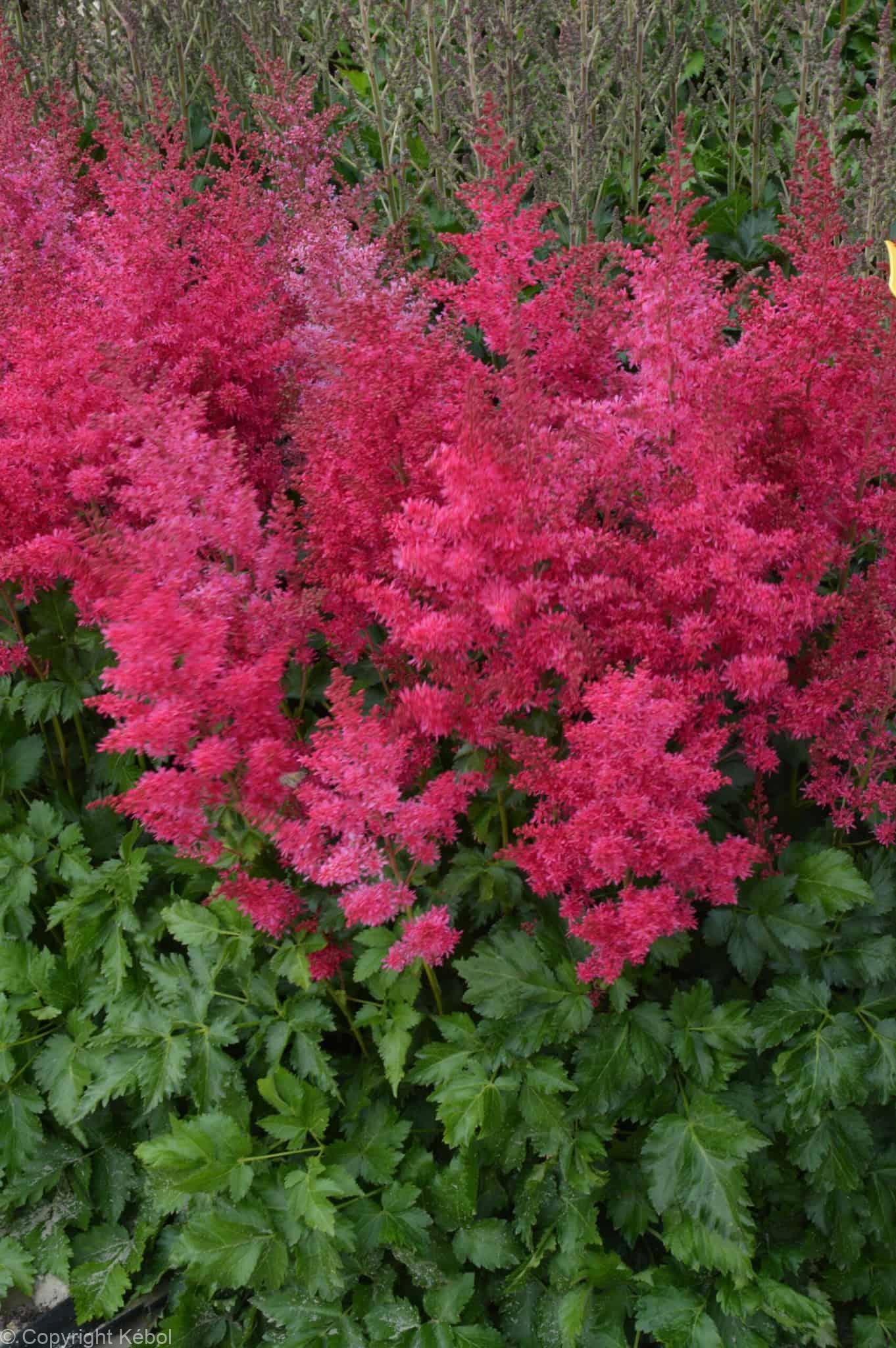 Astilbe Heavy Metal