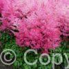 Astilbe Jump and Jive
