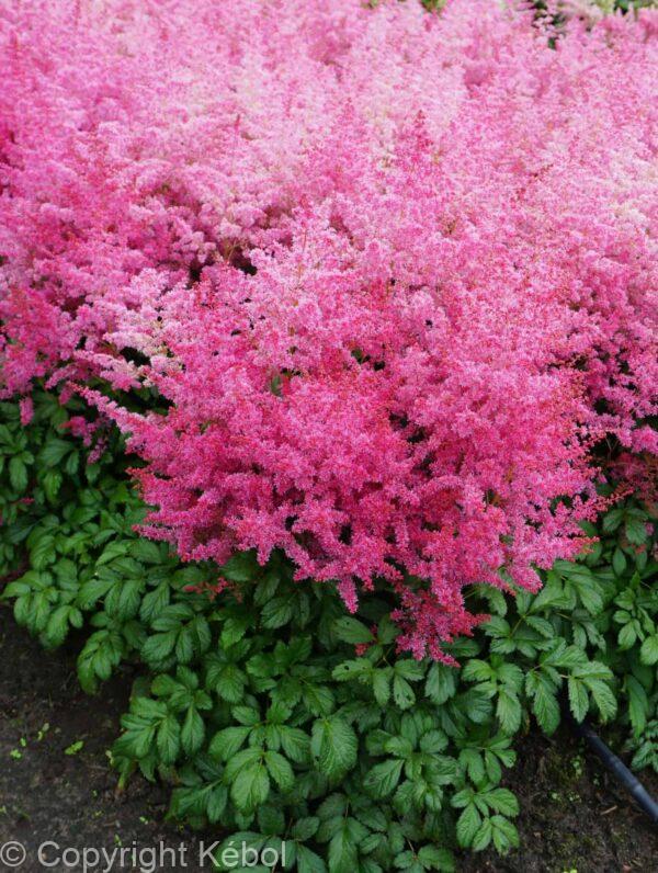 Astilbe Jump and Jive