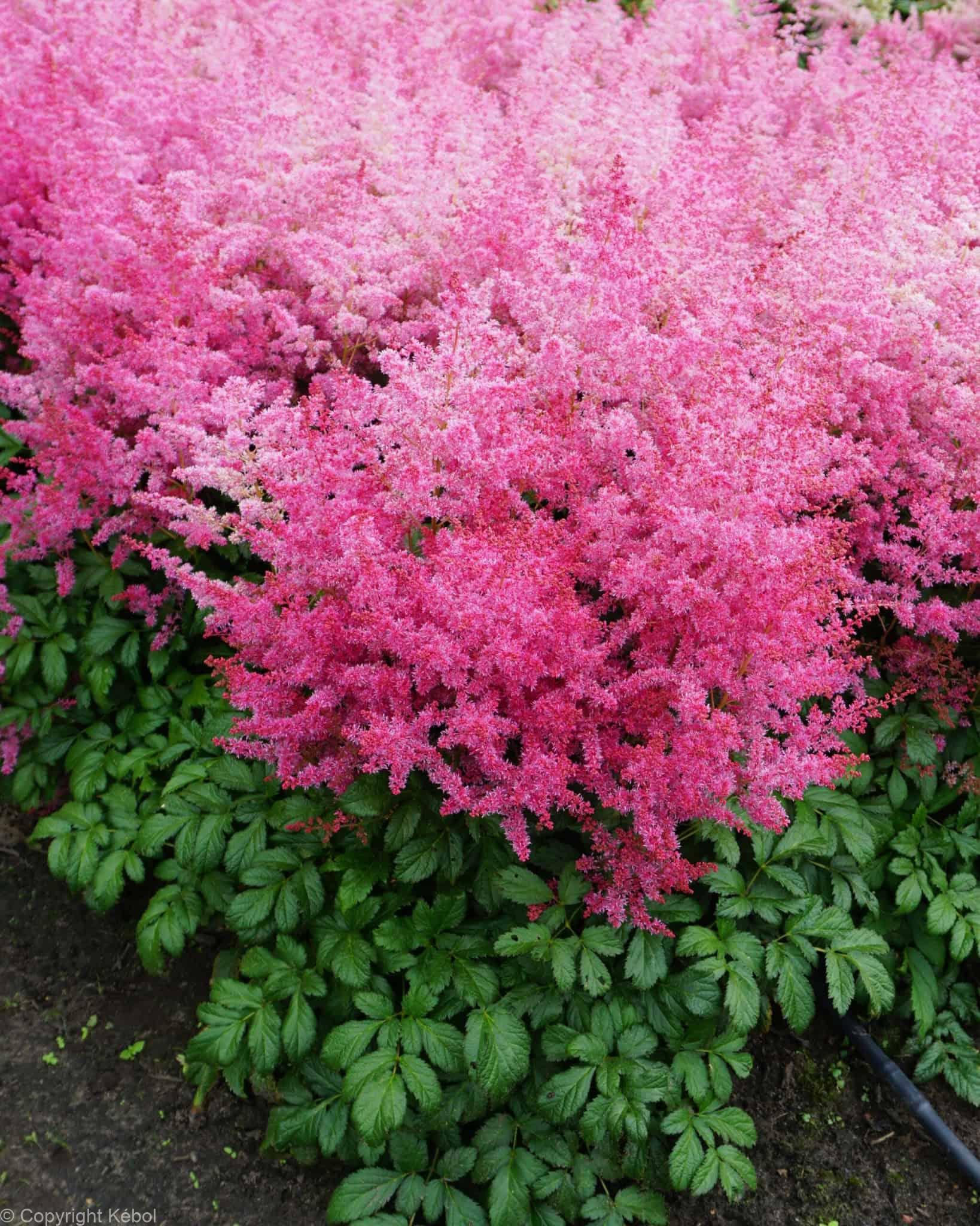 Astilbe Jump and Jive
