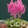 Astilbe Vision in Pink