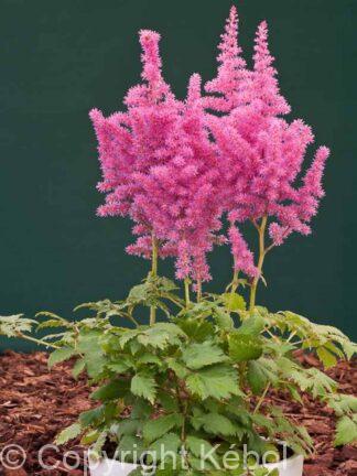 Astilbe Vision in Pink - case