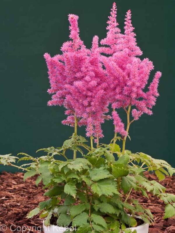 Astilbe Vision in Pink