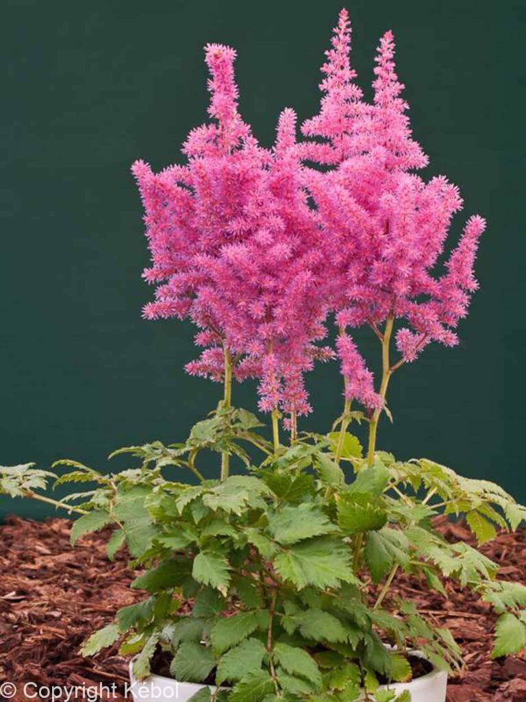 Astilbe Vision in Pink