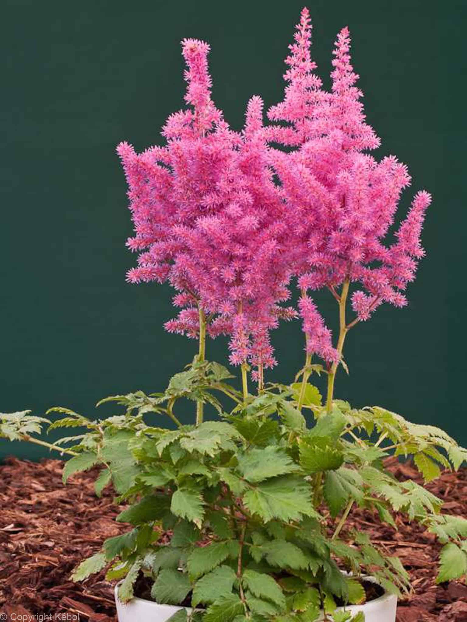 Astilbe Vision in Pink