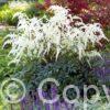 Astilbe Moccachino