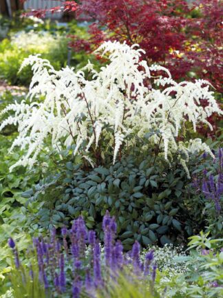 Astilbe Moccachino - case