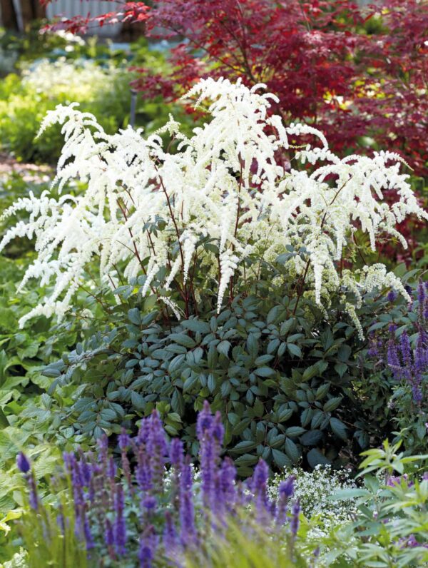 Astilbe Moccachino