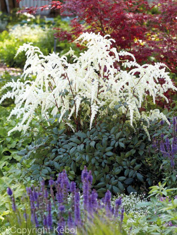 Astilbe Moccachino