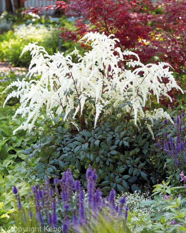 Astilbe Moccachino