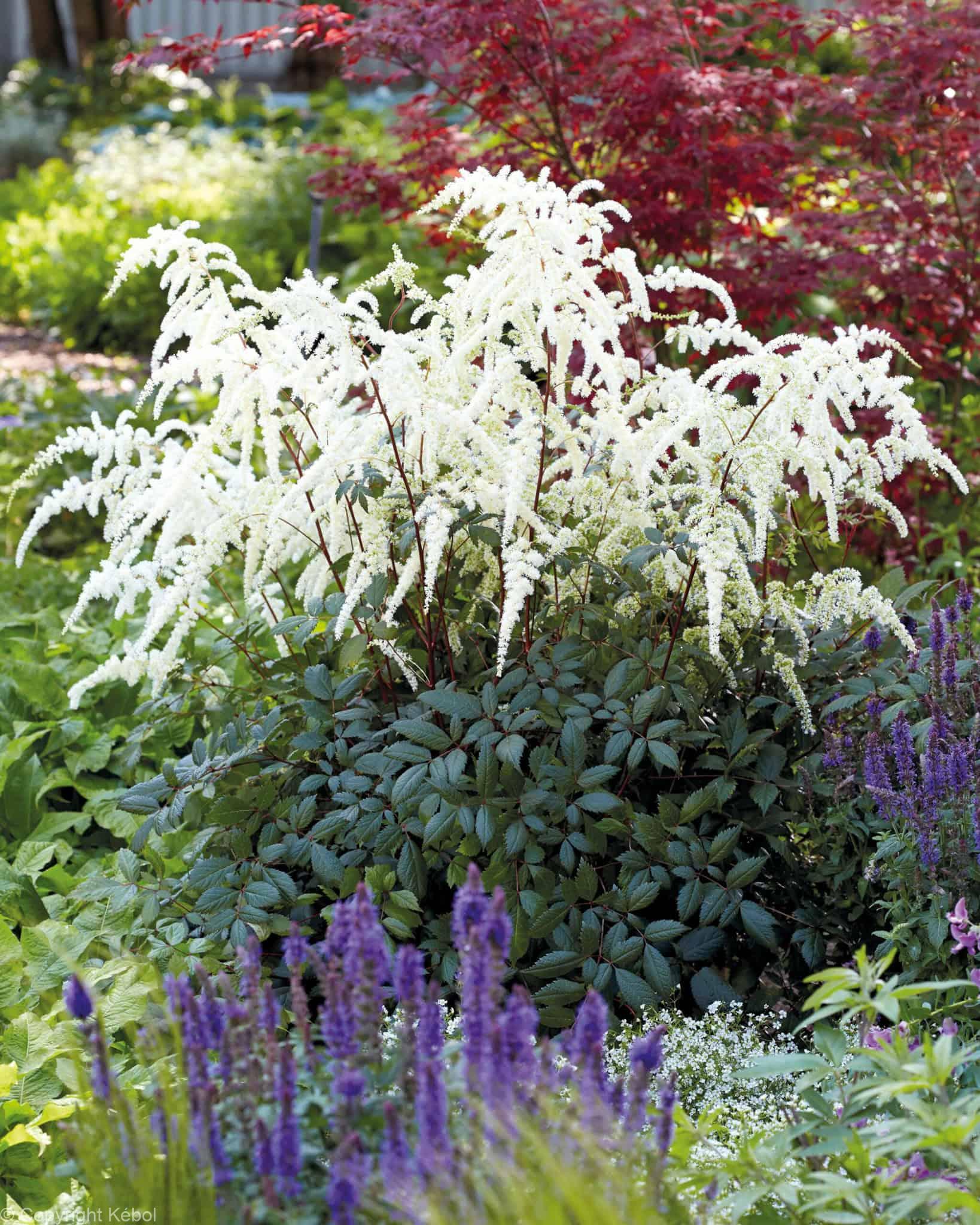 Astilbe Moccachino