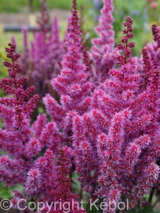 Astilbe Purple Rain - bag