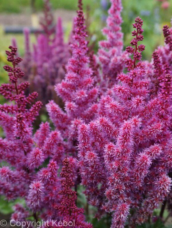 Astilbe Purple Rain