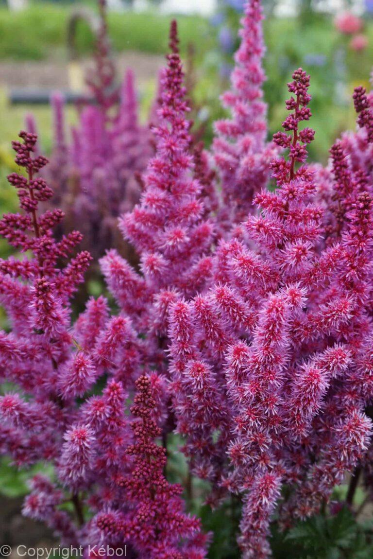 Astilbe Purple Rain