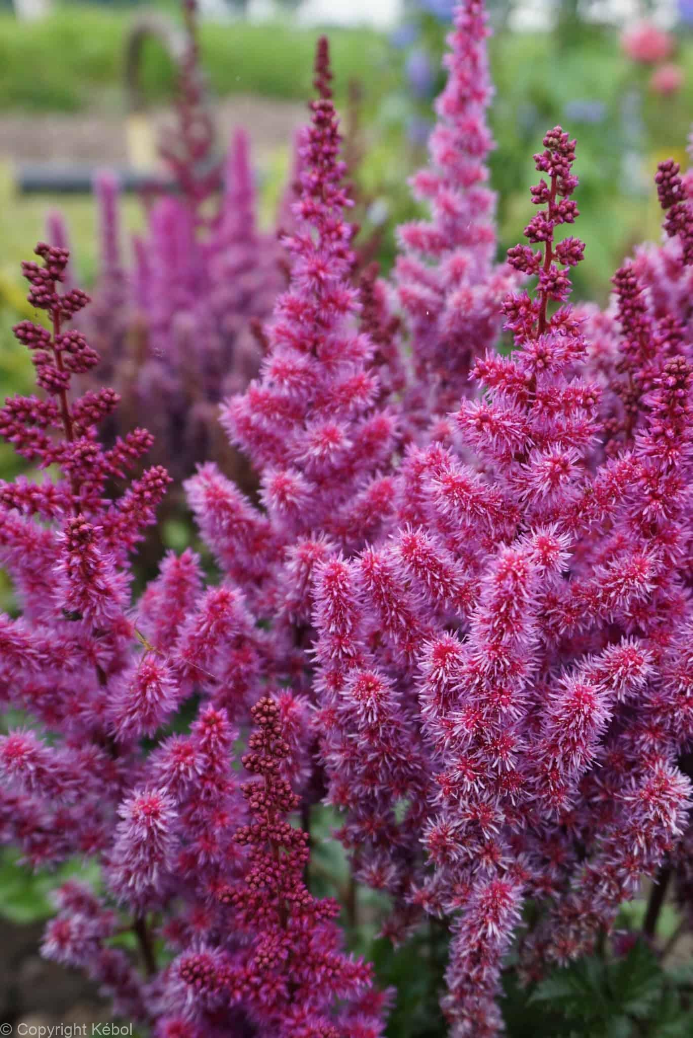 Astilbe Purple Rain