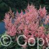Astilbe Rheinland