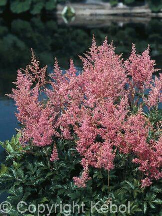 Astilbe Rheinland - bag