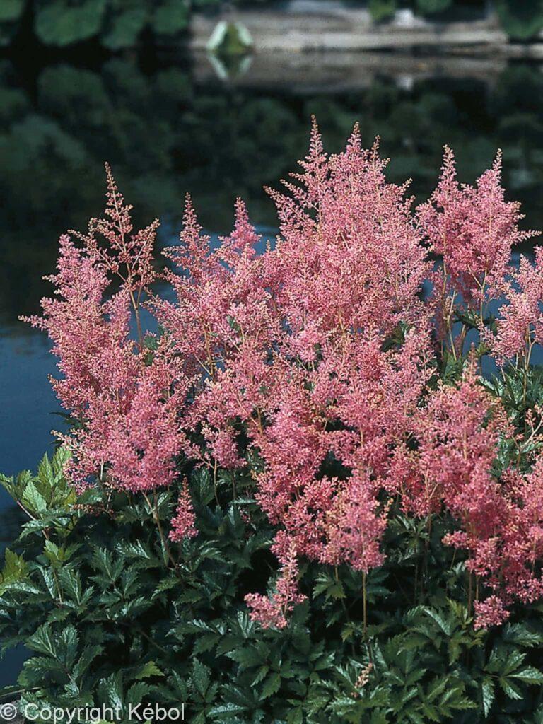Astilbe Rheinland