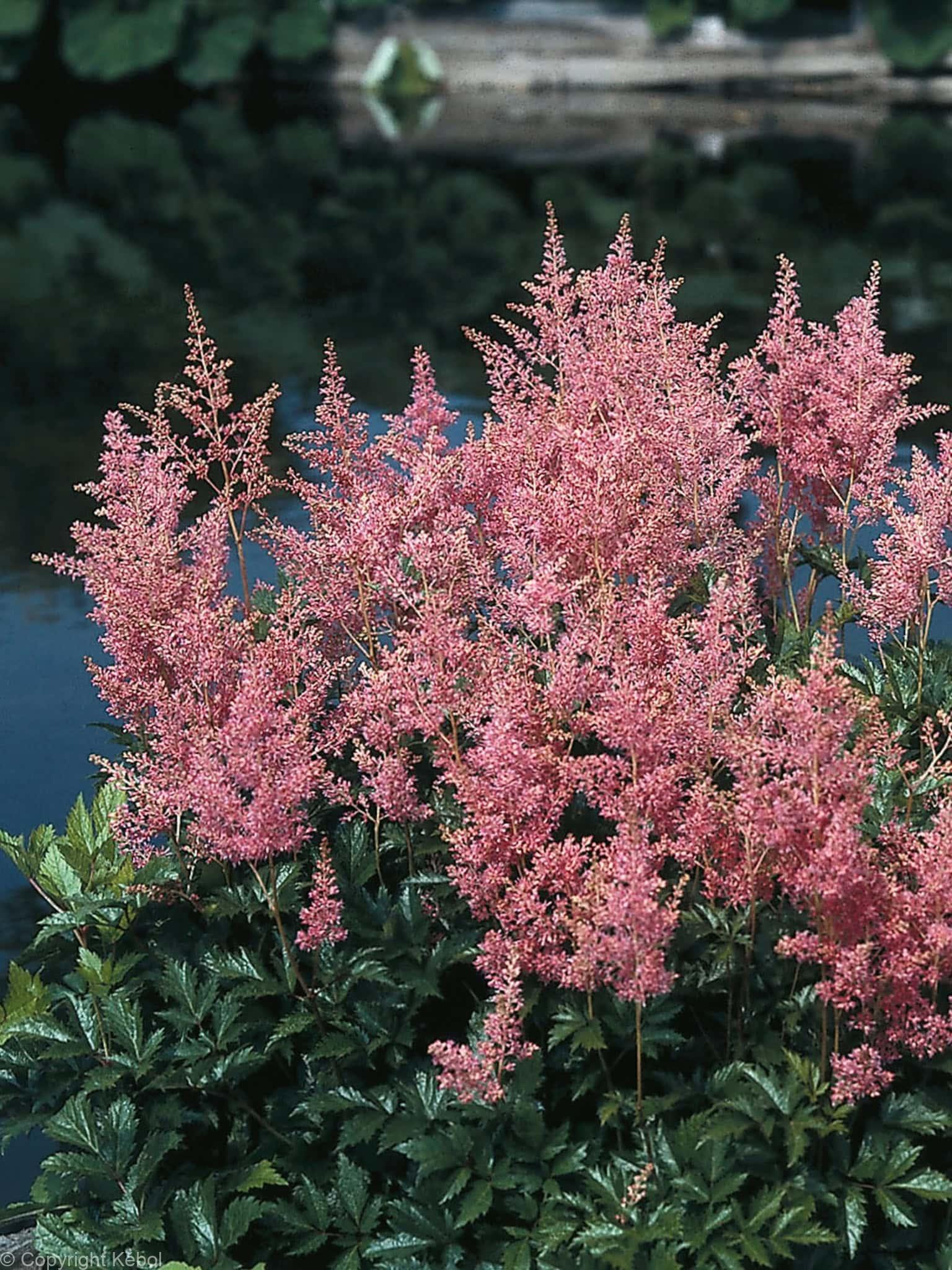 Astilbe Rheinland