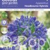 Agapanthus Headbourne Hybrids