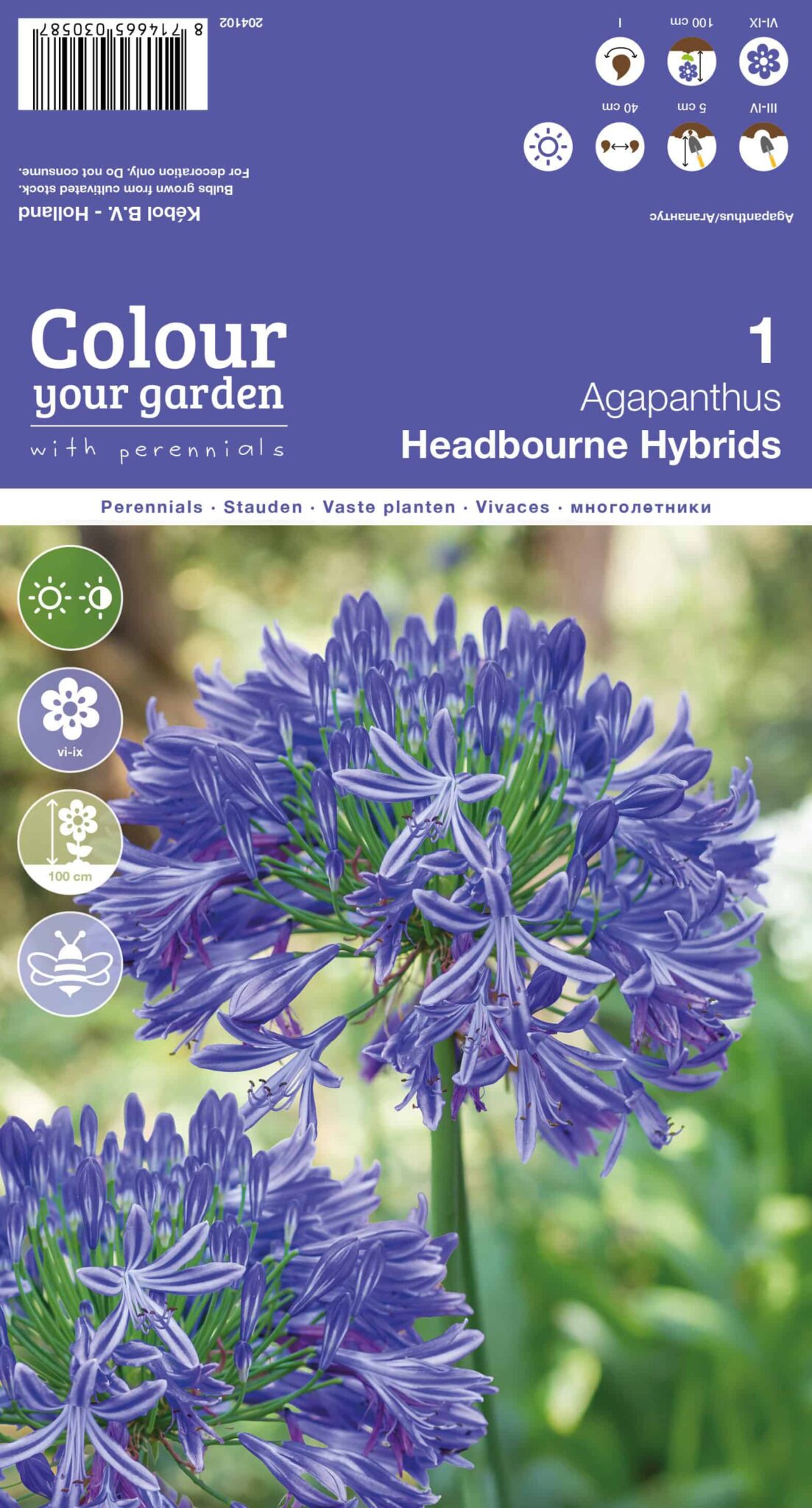 Agapanthus Headbourne Hybrids