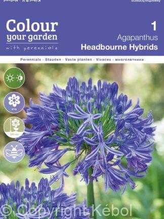 Agapanthus Headbourne Hybrids
