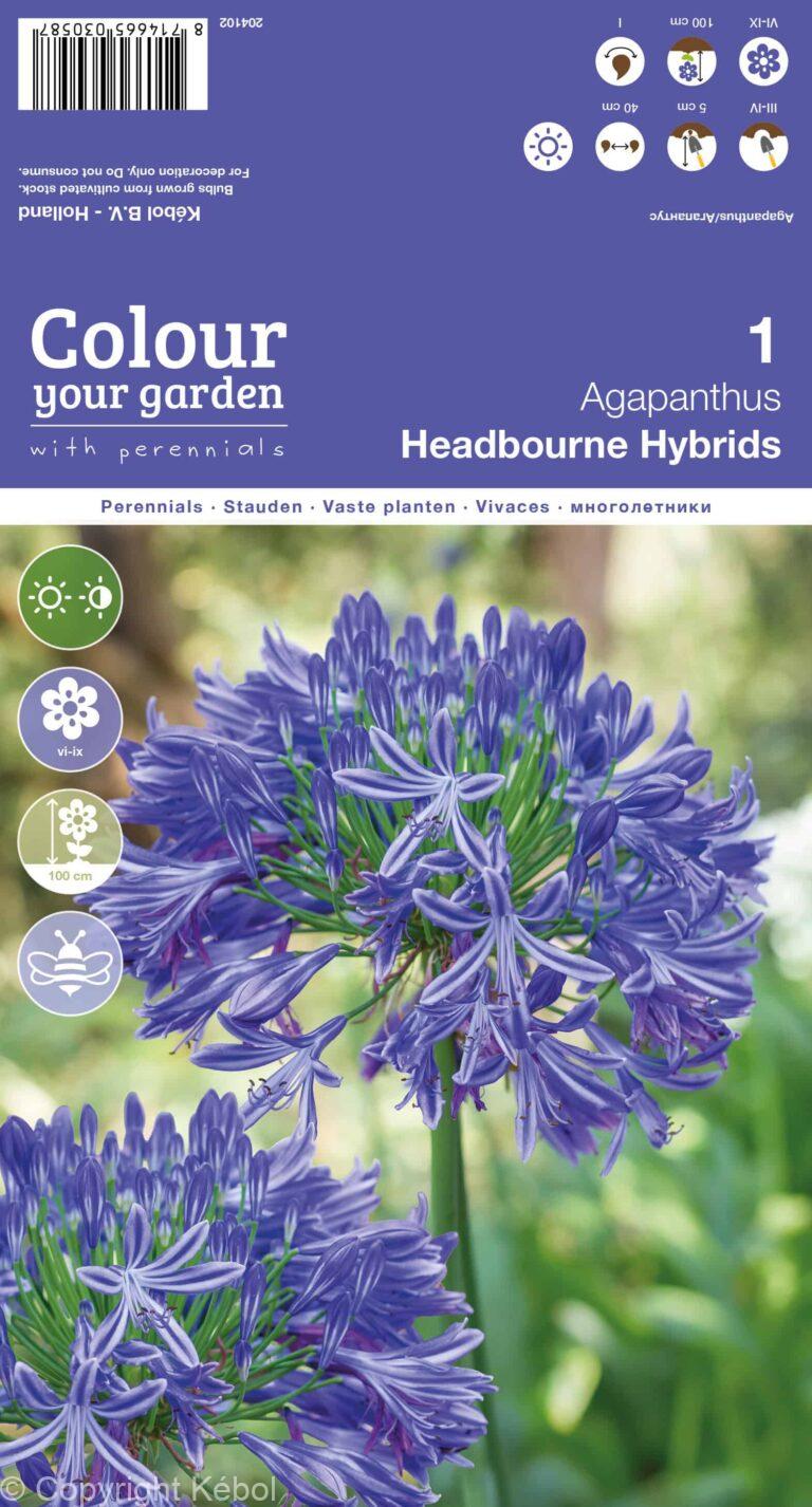 Agapanthus Headbourne Hybrids