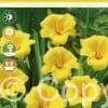 Hemerocallis Stella de Oro