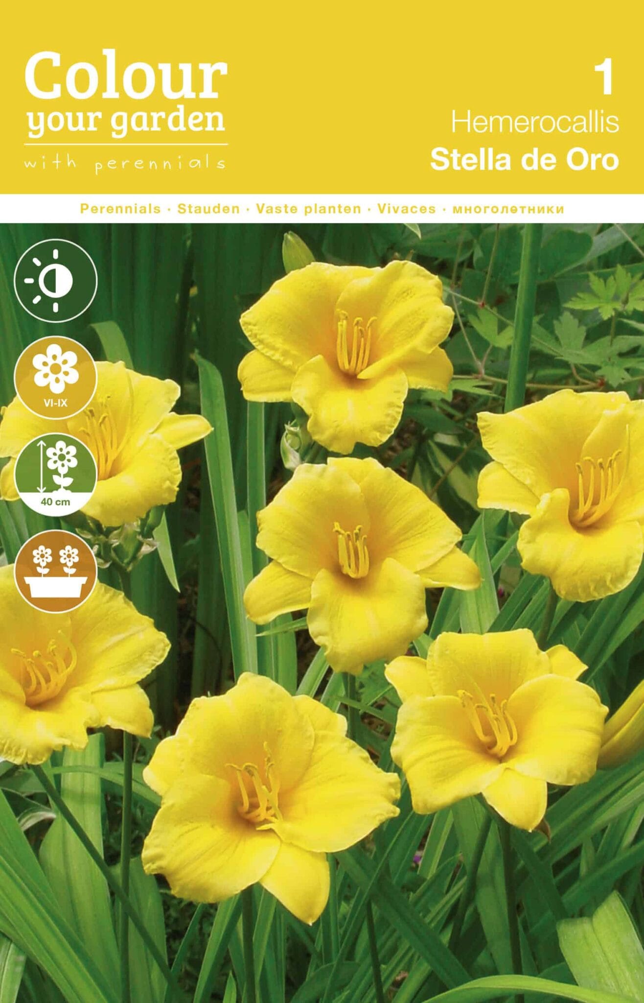 Hemerocallis Stella de Oro