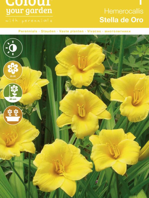 Hemerocallis Stella de Oro