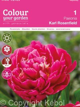 Paeonia Karl Rosenfield