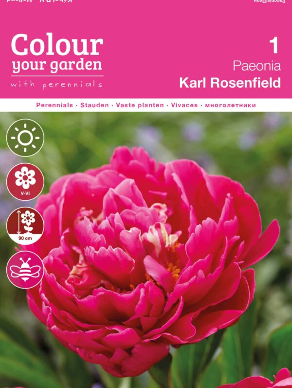 Paeonia Karl Rosenfield