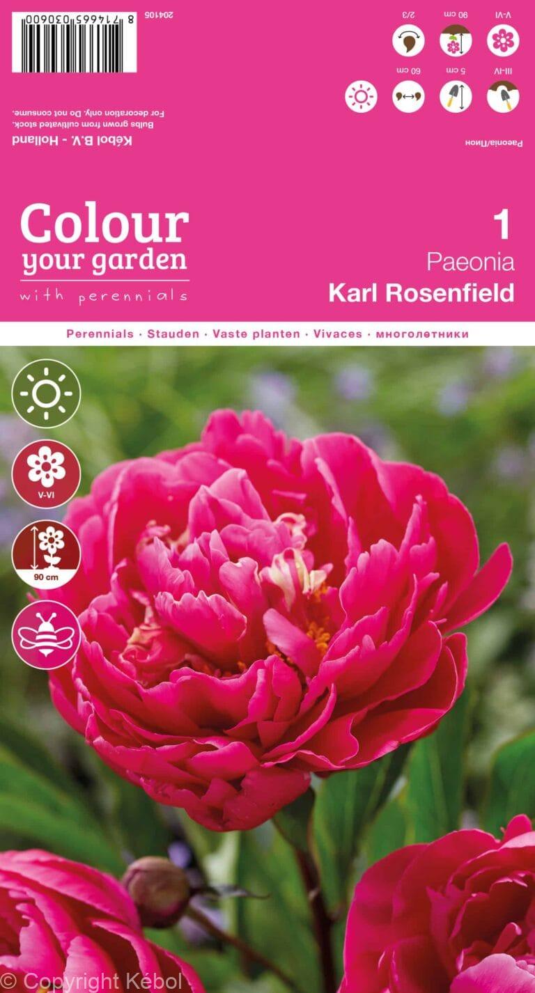 Paeonia Karl Rosenfield